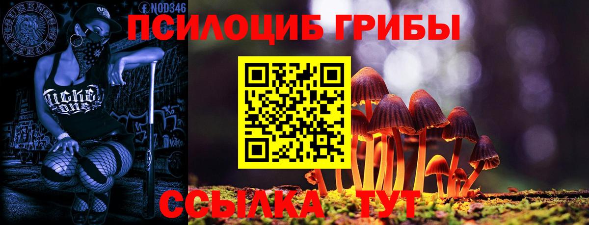Псилоцибиновые грибы Psilocybe  где найти   Люберцы  Вход с VPN 